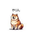 三河弁の太っちょ柴犬（個別スタンプ：31）