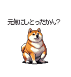 三河弁の太っちょ柴犬（個別スタンプ：36）
