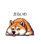三河弁の太っちょ柴犬（個別スタンプ：38）