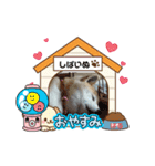 柴犬ハルver8（個別スタンプ：1）