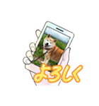 柴犬ハルver8（個別スタンプ：2）