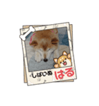 柴犬ハルver8（個別スタンプ：3）