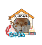 柴犬ハルver8（個別スタンプ：4）