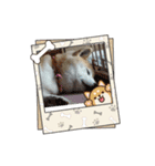 柴犬ハルver8（個別スタンプ：5）