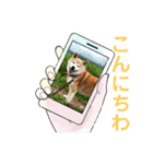 柴犬ハルver8（個別スタンプ：7）