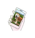 柴犬ハルver8（個別スタンプ：8）