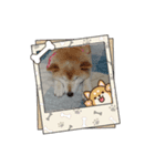 柴犬ハルver8（個別スタンプ：9）