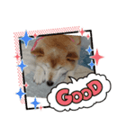柴犬ハルver8（個別スタンプ：10）