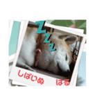 柴犬ハルver8（個別スタンプ：11）