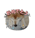 柴犬ハルver8（個別スタンプ：13）