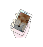 柴犬ハルver8（個別スタンプ：14）