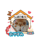 柴犬ハルver8（個別スタンプ：15）
