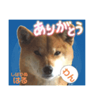柴犬ハルver8（個別スタンプ：16）