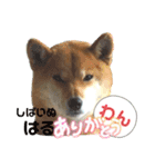 柴犬ハルver8（個別スタンプ：17）