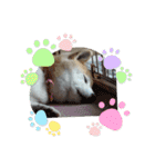 柴犬ハルver8（個別スタンプ：20）