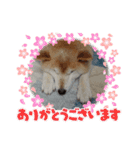 柴犬ハルver8（個別スタンプ：21）