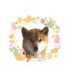 柴犬ハルver8（個別スタンプ：23）