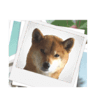 柴犬ハルver8（個別スタンプ：24）