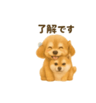 柴犬とトイプードル日常会話（個別スタンプ：1）