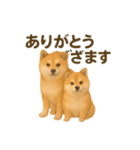 柴犬とトイプードル日常会話（個別スタンプ：3）