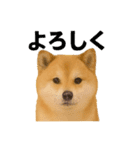 柴犬とトイプードル日常会話（個別スタンプ：6）