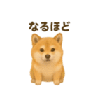 柴犬とトイプードル日常会話（個別スタンプ：11）