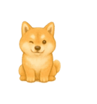 柴犬の日常25（個別スタンプ：11）