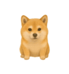 柴犬の日常無言12（個別スタンプ：1）