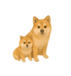 柴犬の日常無言12（個別スタンプ：3）