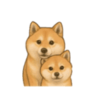柴犬の日常無言12（個別スタンプ：5）