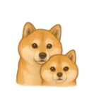 柴犬の日常無言12（個別スタンプ：7）