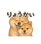 柴犬の日常会話26（個別スタンプ：3）