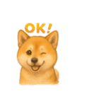 柴犬の日常会話26（個別スタンプ：16）