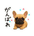 毎日つかえる かわいいフレンチブルドッグ（個別スタンプ：9）