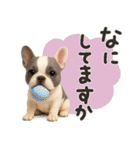 毎日つかえる かわいいフレンチブルドッグ（個別スタンプ：11）