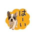 毎日つかえる かわいいフレンチブルドッグ（個別スタンプ：13）