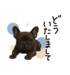 毎日つかえる かわいいフレンチブルドッグ（個別スタンプ：30）