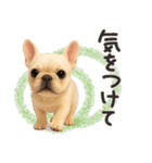 毎日つかえる かわいいフレンチブルドッグ（個別スタンプ：31）