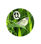 陽が昇り日が沈むまで気持ちの良い日だつた（個別スタンプ：5）
