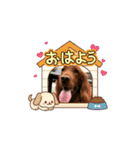 可愛い犬、アイリッシュセッターのスタンプ（個別スタンプ：1）
