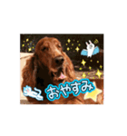 可愛い犬、アイリッシュセッターのスタンプ（個別スタンプ：2）