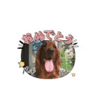 可愛い犬、アイリッシュセッターのスタンプ（個別スタンプ：3）