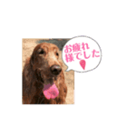 可愛い犬、アイリッシュセッターのスタンプ（個別スタンプ：4）