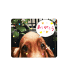 可愛い犬、アイリッシュセッターのスタンプ（個別スタンプ：5）