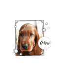 可愛い犬、アイリッシュセッターのスタンプ（個別スタンプ：6）