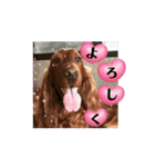 可愛い犬、アイリッシュセッターのスタンプ（個別スタンプ：7）