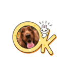 可愛い犬、アイリッシュセッターのスタンプ（個別スタンプ：8）
