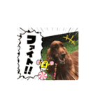 可愛い犬、アイリッシュセッターのスタンプ（個別スタンプ：9）