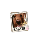 可愛い犬、アイリッシュセッターのスタンプ（個別スタンプ：11）