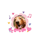 可愛い犬、アイリッシュセッターのスタンプ（個別スタンプ：12）